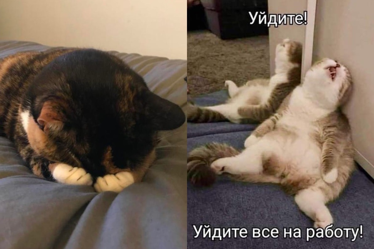 Картинки Кот Не Уходи На Работу